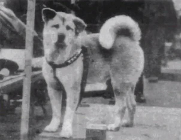Hachiko: The Unforgettable Dog Who Waited for Love