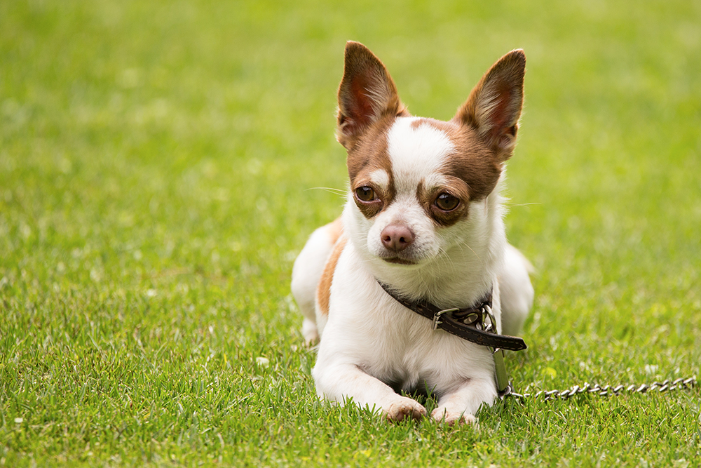 Why Dogs Eat Poop: Understanding the Causes Behind Coprophagia
