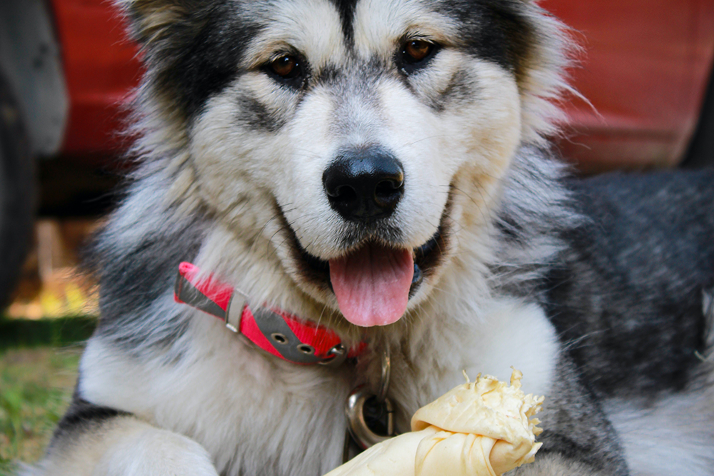 Dogs and Rawhide Treats – Benefits and Potential Dangers!