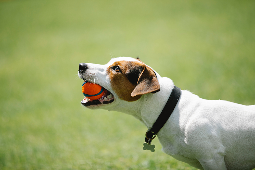 Finding the Right Dog Trainer: What to Look For