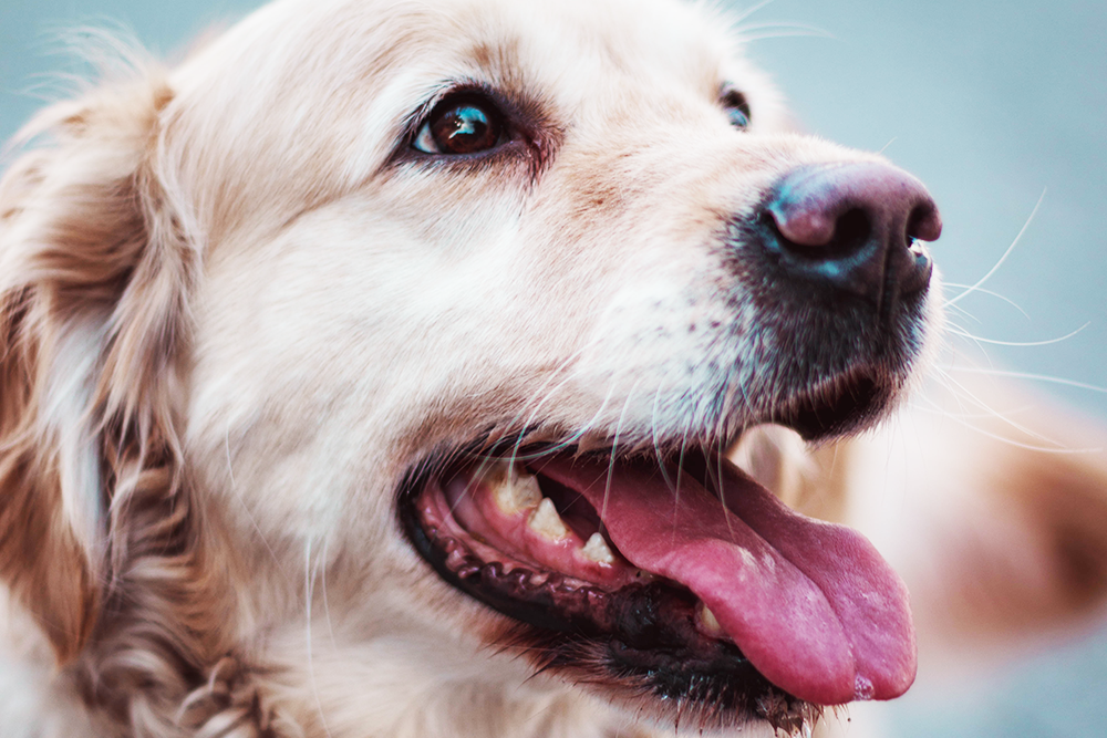 Pearly Whites: 7 Treats That Keep Your Dog’s Teeth Clean