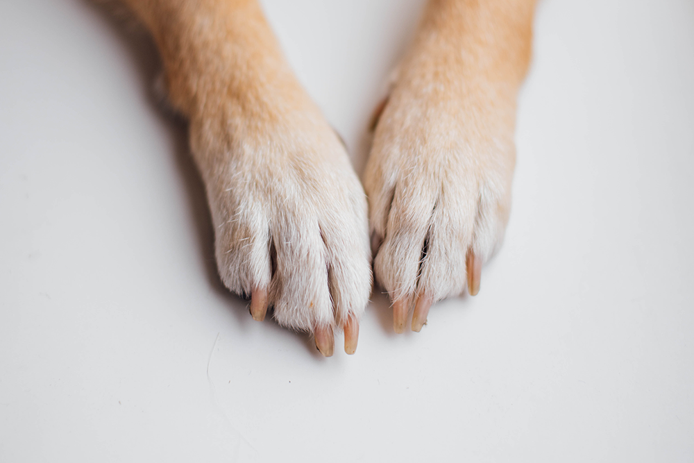 Pawfect Winter Care: Keeping Your Dog’s Paws Warm and Cozy