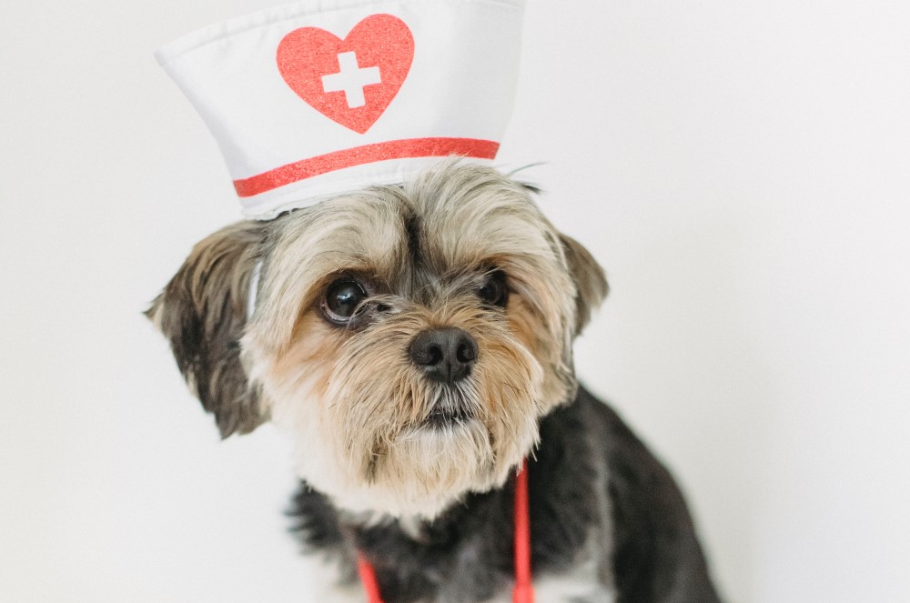 Paws for a Checkup: Why Annual Vet Visits are Vital for Your Dog’s Health