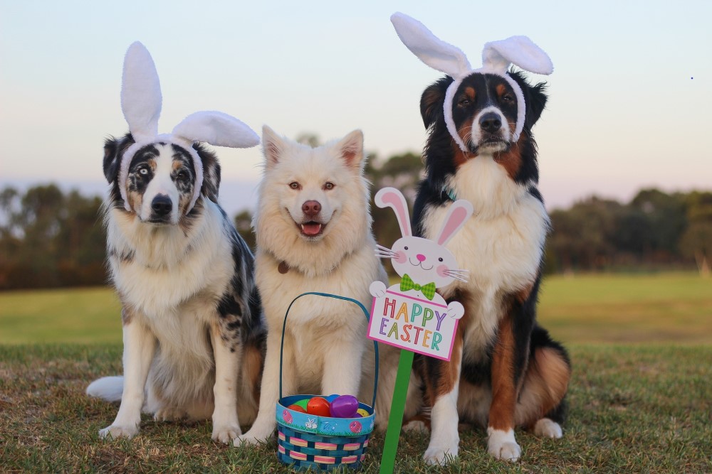 Easter Fun for You and Your Furry Friend: 5 Ways to Celebrate with Your Dog